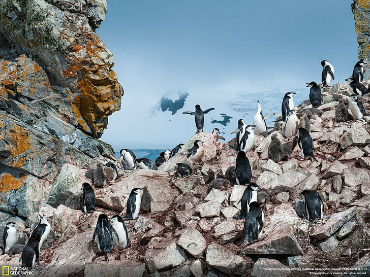 zwierzęta, antarktyda, ptaki, pasek podbródkowy, geograficzne, krajobrazy, narodowe, natura, pingwiny, skały, Tapety HD