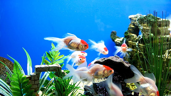 aquarium  pack 1080p hd, HD wallpaper HD wallpaper