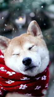 Cachorro, Shiba Inu, Dormindo, Cachorro, Shiba Inu, Dormindo, HD papel de parede HD wallpaper