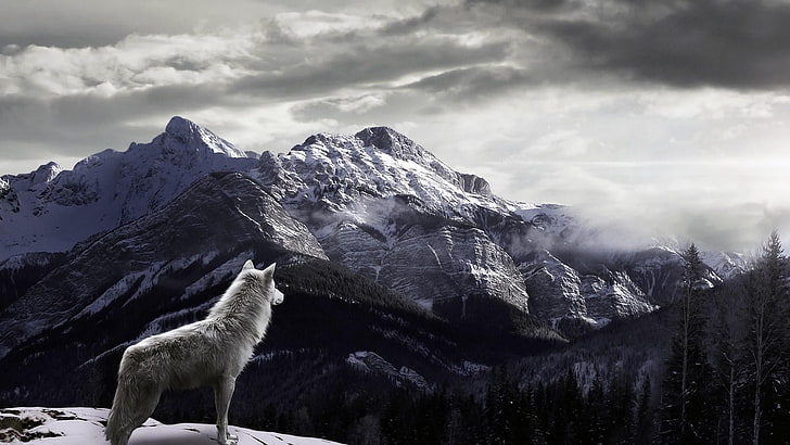 serigala, gunung, salju, musim dingin, Wallpaper HD