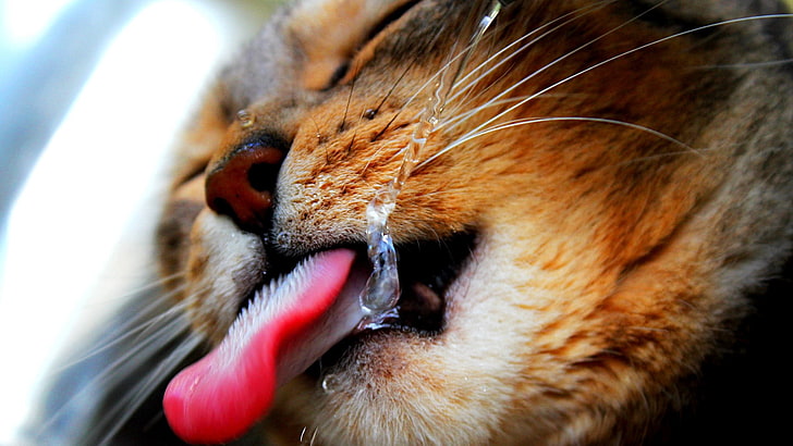 gatto marrone, gatto, viso, lingua, acqua, sete, Sfondo HD