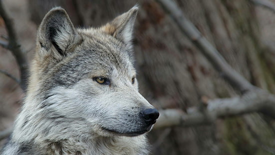 fauna silvestre, lobo, mamífero, animal salvaje, lobo gris mexicano, desierto, lobo gris, lobo mexicano, Fondo de pantalla HD HD wallpaper