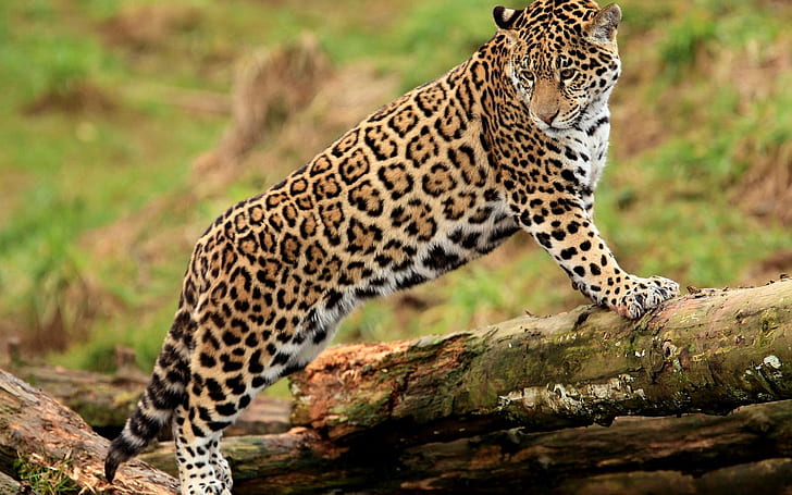 jaguar, escalada, gato grande, mirando, Fondo de pantalla HD