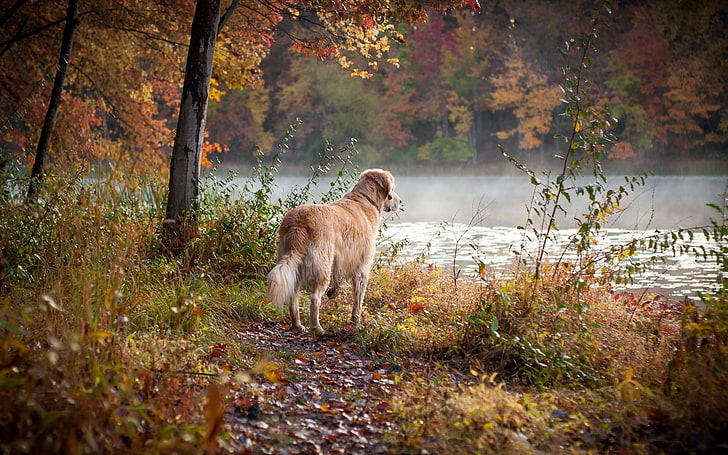 yetişkin golden retriever, köpek, nehir, çimen, yürümek, HD masaüstü duvar kağıdı