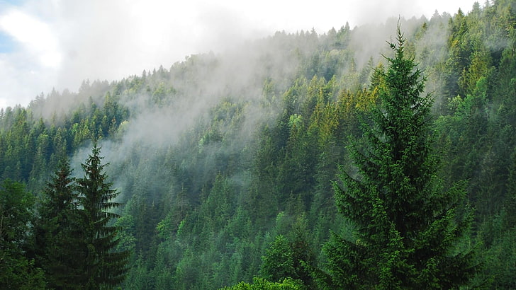 fumaça na paisagem da floresta, paisagem, HD papel de parede