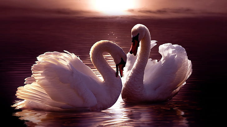 Two White Swans Pair Hd Wallpaper, HD wallpaper