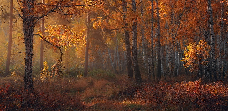 природа, пейзаж, осень, лес, янтарь, листья, деревья, утро, солнечный свет, кустарники, HD обои