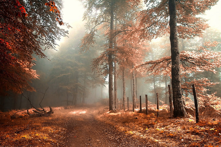 المناظر الطبيعية ، الأشجار ، الخريف ، الأوراق المتساقطة ، الطبيعة، خلفية HD