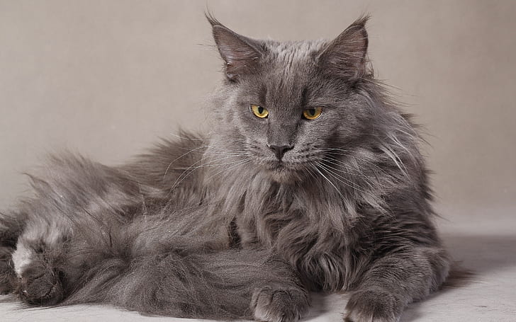 Gray Maine Coon Cat, gray long-coated cat, maine coon, grumpy, beautiful, HD wallpaper