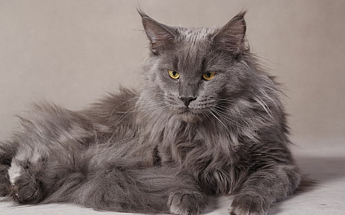 Серый кот мейн-кун, серый кот с длинной шерстью, мейн кун, сварливый, красивый, HD обои HD wallpaper