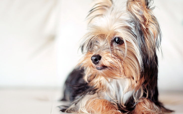 long-coated brown dog, yorkshire terrier, dog, face, eyes, fluffy, HD wallpaper