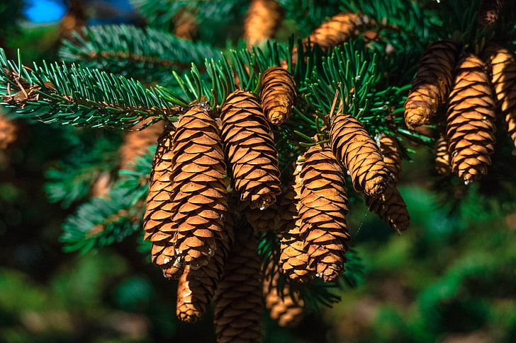 brown pine cones, cones, fir, branch, HD wallpaper