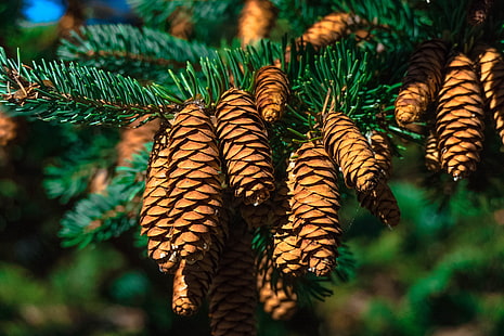 brown pine cones, cones, fir, branch, HD wallpaper HD wallpaper