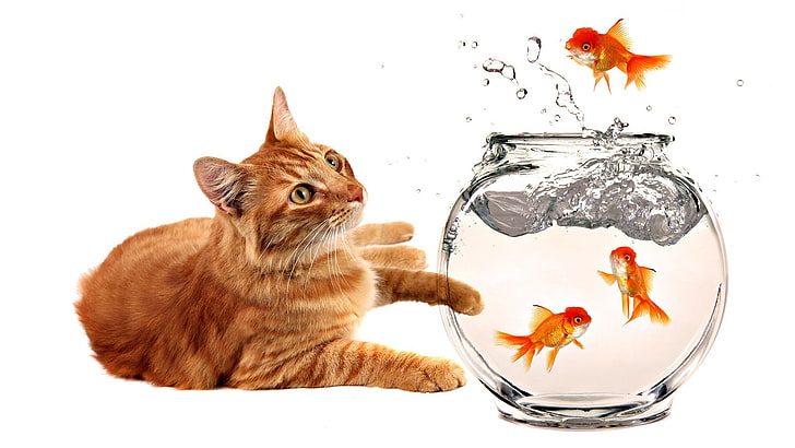 hewan, Mangkuk, kucing, ikan, ikan mas, Wallpaper HD