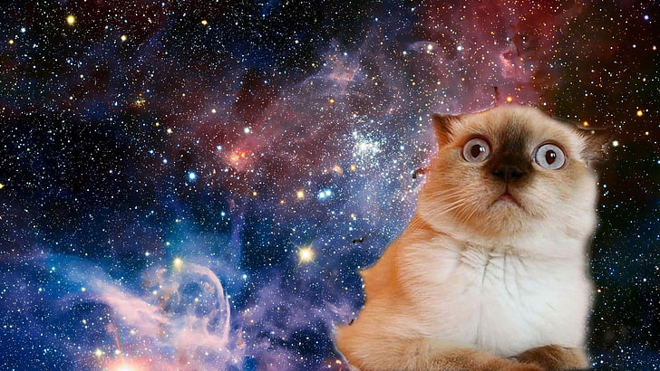 cat, space, funny, confused, face, stars, HD wallpaper