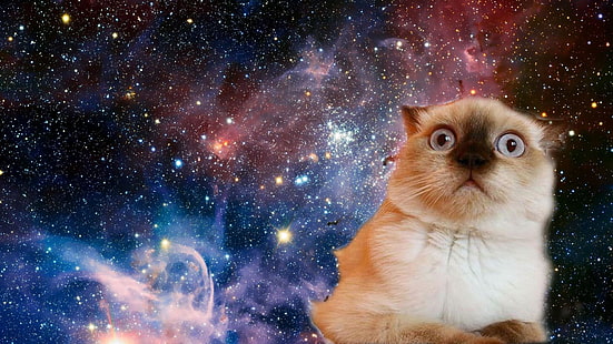 kucing, ruang, lucu, bingung, wajah, bintang, Wallpaper HD HD wallpaper
