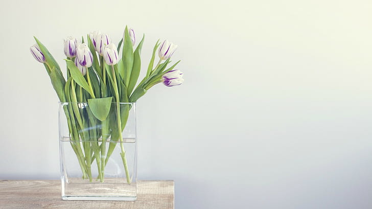 flores, tulipas, flores brancas, ainda vida, HD papel de parede