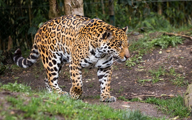 drapieżnik, moc, spot, Jaguar, spacer, dziki kot, zoo, Tapety HD