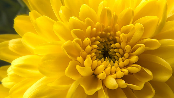 снимка отблизо на жълто цвете Далия, хризантема, хризантема, жълто, хризантема, отблизо, снимка, Далия, цвете, lumix lx7, майка, майки, макро, panasonic lumix dmc-lx7, природа, венчелистче, едър план, растение, цвете глава, HD тапет