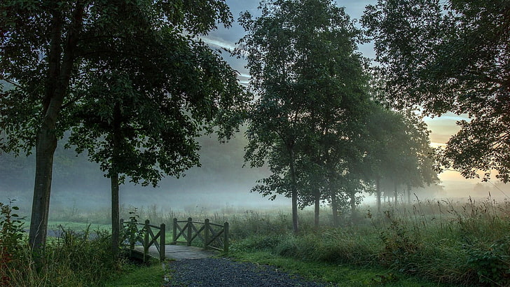 misty, trees, nature, foggy, fog, bridge, field, morning, HD wallpaper