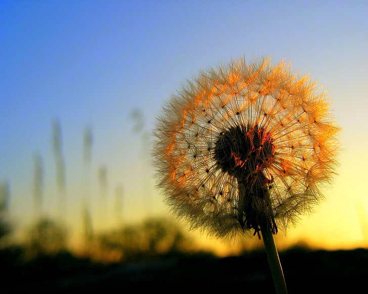 fleur de pissenlit blanche, coucher de soleil, fleurs, le soleil, Fond d'écran HD