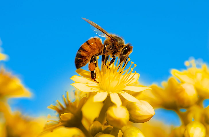 Honey Bee, Yellow Flower, Blue Sky, Animals, Insects, Nature, Flower, Yellow, Colors, Photography, Plant, Macro, California, Insect, Nectar, Working, Closeup, Vivid, Focus, bee, Busy, wildlife, nikon, pollen, fauna, flora, unitedstates, losangeles, micro, bluesky, honeybee, apoidea, pollinator, hard-working, HD wallpaper