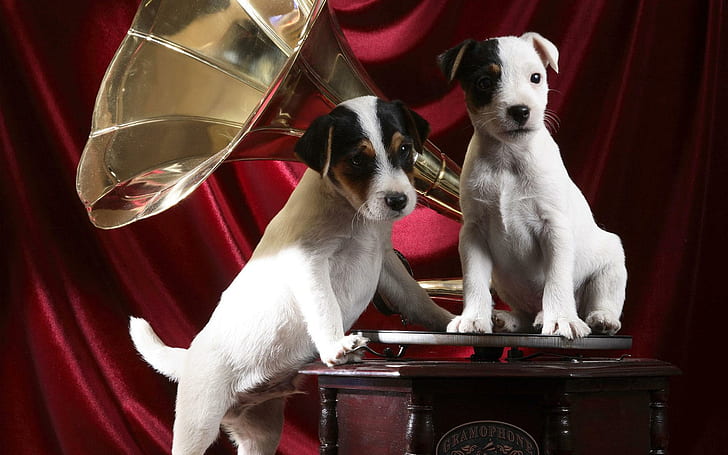 Gramophone Pups, tricolor jack russell terrier puppies on gramophone, gramophone, pups, cute animals, HD wallpaper