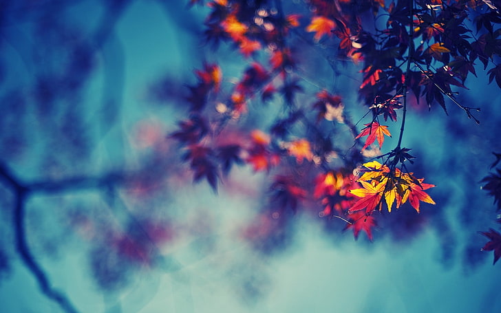 leaves, nature, fall, bokeh, branch, red leaves, HD wallpaper