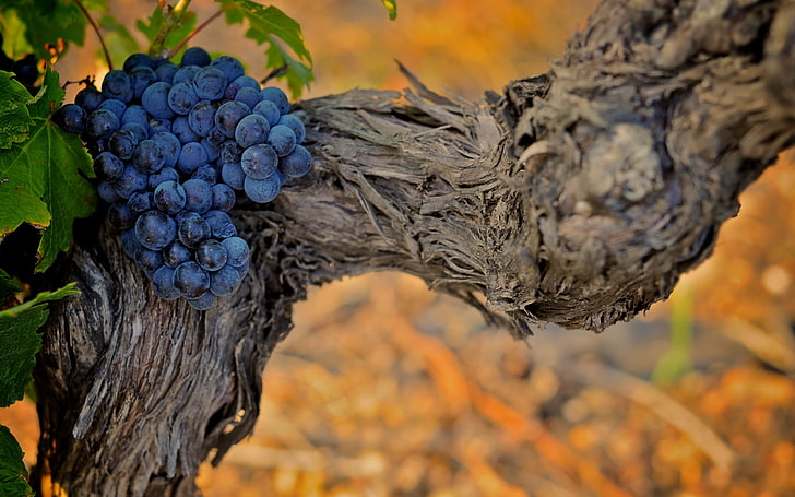 anggur di pohon dalam fotografi close-up, daun, alam, latar belakang, Wallpaper, tanaman, anggur, anggur, Wallpaper HD