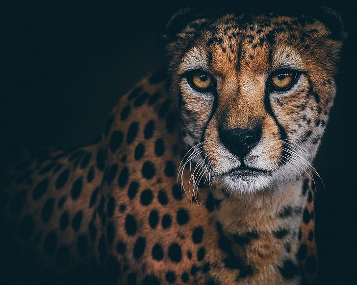 lihat, potret, Cheetah, Wallpaper HD