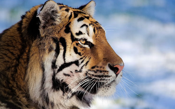 Tiger, Gesicht, Profil, HD-Hintergrundbild
