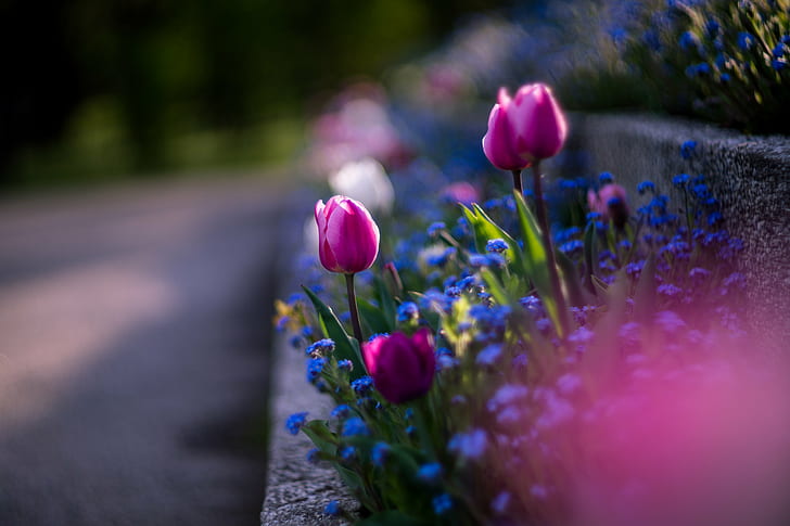 fotografía de enfoque superficial de flores rosadas, Helios, f / 1.5, M42, enfoque superficial, fotografía, rosa, flores, tulipán, naturaleza, flor, primavera, planta, púrpura, verano, al aire libre, color verde, belleza en la naturaleza, Fondo de pantalla HD