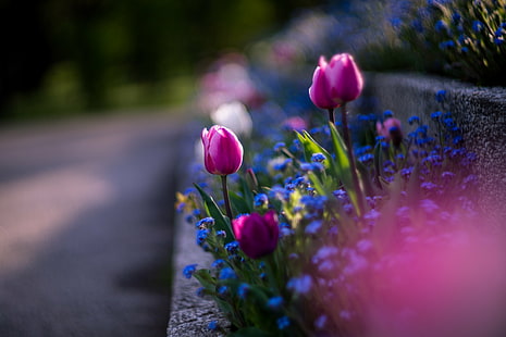 fotografia de foco raso de flores cor de rosa, Helios, f / 1.5, M42, foco raso, fotografia, rosa, flores, tulipa, natureza, flor, primavera, planta, roxo, verão, ao ar livre, verde Cor, beleza na natureza, HD papel de parede HD wallpaper
