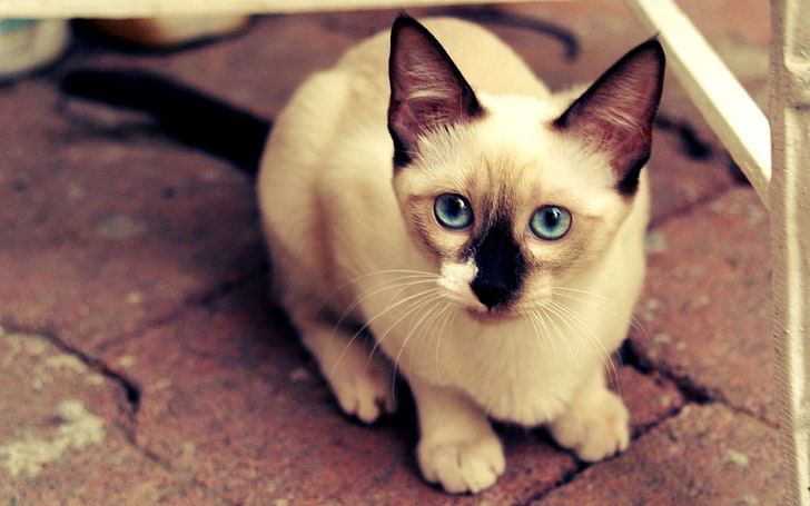 adult Siamese cat, kitten, face, eyes, mottled, HD wallpaper