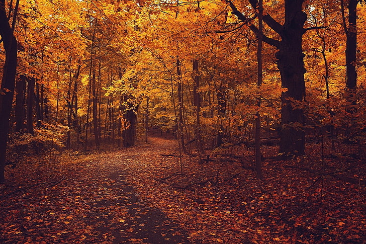 árvores de folhas alaranjadas, campo de árvore de bordo, floresta, árvores, outono, plantas, caminho, HD papel de parede