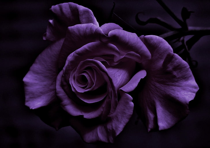 purple rose, photography, flowers, rose, purple flowers, plants, HD wallpaper
