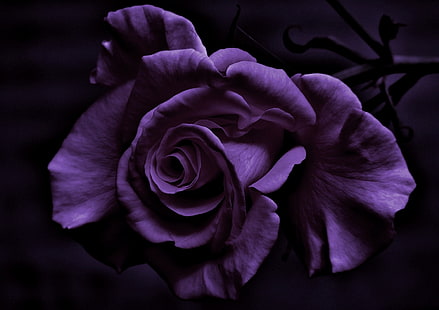 ดอกกุหลาบสีม่วง, การถ่ายภาพ, ดอกไม้, ดอกกุหลาบ, ดอกไม้สีม่วง, พืช, วอลล์เปเปอร์ HD HD wallpaper