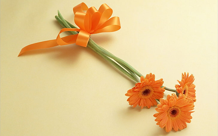 Gerberas laranja flores, flor de laranjeira, natureza, flores, gerbera, HD papel de parede