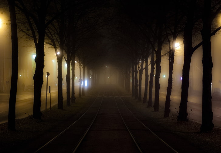 tram, city, night, mist, city lights, trees, brown, street, road, fall, HD wallpaper