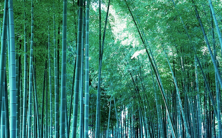 бамбуковые деревья, бамбук, дерево, крон, листья, стволы, джунгли, HD обои