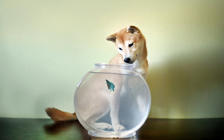 clear glass fish bowl, dog, aquarium, fish, HD wallpaper