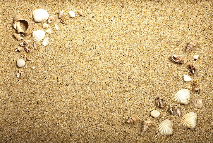 banyak kerang coklat, pantai, tekstur, pasir, laut, kerang, kerang pasir, Wallpaper HD