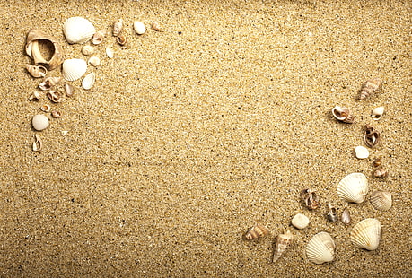banyak kerang coklat, pantai, tekstur, pasir, laut, kerang, kerang pasir, Wallpaper HD HD wallpaper