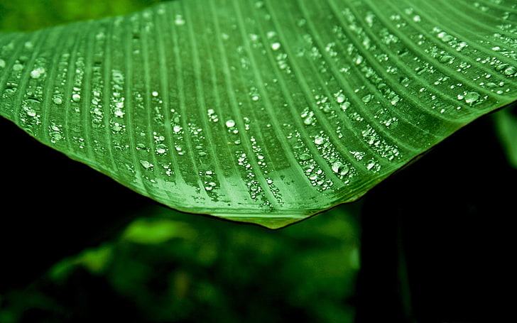 мокри бананови дървета листа-Растения HD тапет, HD тапет