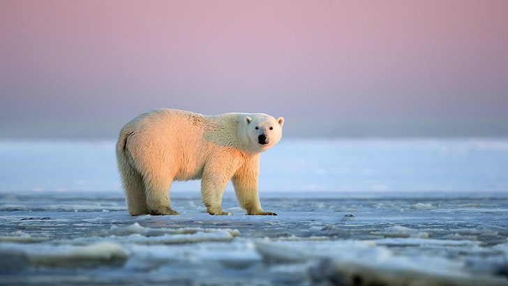 polar bear, bear, arctic, arctic ocean, polar ice cap, wildlife, sundown, ice cap, HD wallpaper