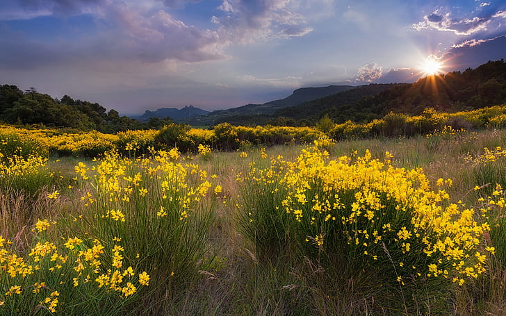Natureza paisagem, prado, flores amarelas, grama, pôr do sol, montanhas, Natureza, paisagem, prado, amarelo, flores, grama, pôr do sol, montanhas, HD papel de parede