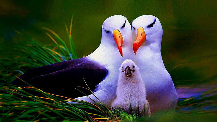 Albatross family, albatross, family, kid, cute, bird, birds, animals, HD  wallpaper | Wallpaperbetter
