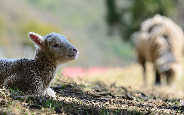 Овце HD, кафяво овче яре, животни, овце, HD тапет