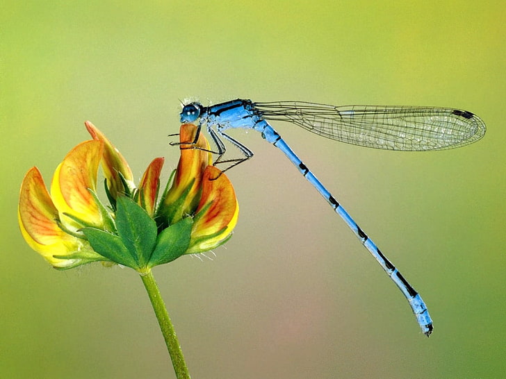 blue dragonfly, flying, insect, flower, wings, HD wallpaper