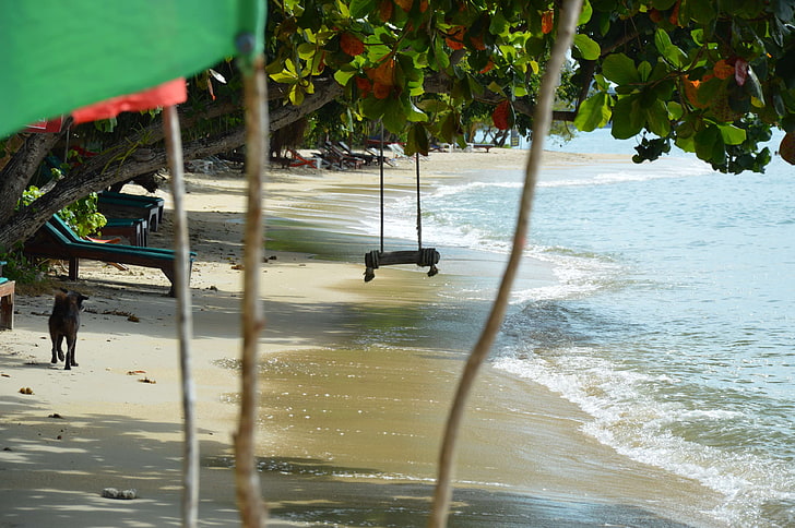 beach, dog, swing, thailand, HD wallpaper